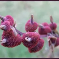 Canna floare de îngrijire indian, soiuri de la Cannes, fotografii, plante gradina