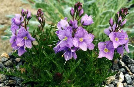 Flower Veronica familiarizat cu cele mai cunoscute punctele de vedere