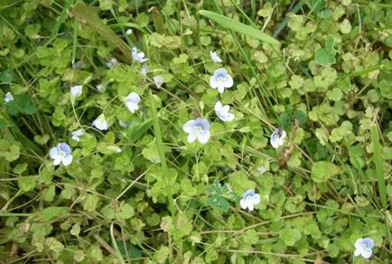 Flower Veronica familiarizat cu cele mai cunoscute punctele de vedere