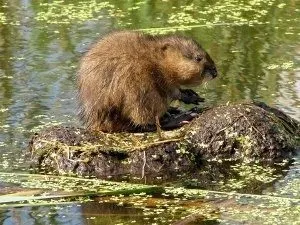 Диви животни в лов на горски за малки животни