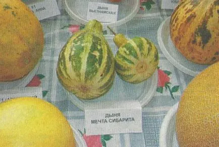 Melon се движи на север - Градина Сибир