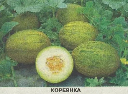 Melon se mută spre nord - Gradina Siberia