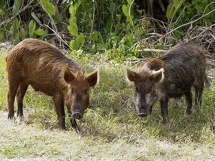 Vaddisznók, az absztrakt osztályok, hogy megismertesse a természettel