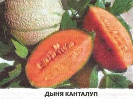 Melon se mută spre nord - Gradina Siberia