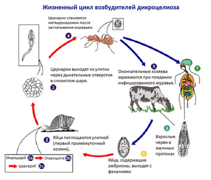 Dicroceliasis simptome, diagnostic și tratament la om