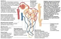 Както бъбреците произвеждат урината (знания - човешката физиология)