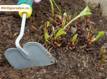 Hogyan készüljünk fel a téli eper a kertben tippek és trükkök