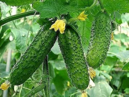 Cum de a fertiliza plantele din primavara - gradina si livada