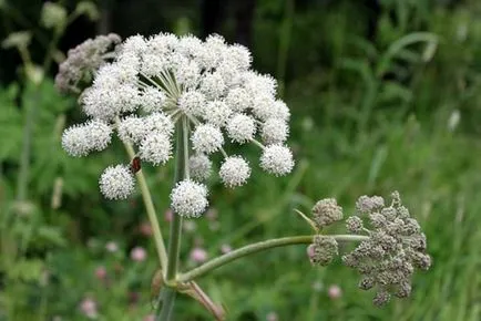 Angelica Angelica rendes vagy kábítószer-