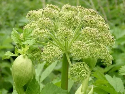 Angelica Angelica rendes vagy kábítószer-