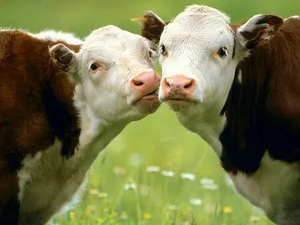Két tehén és a társadalmi nemek