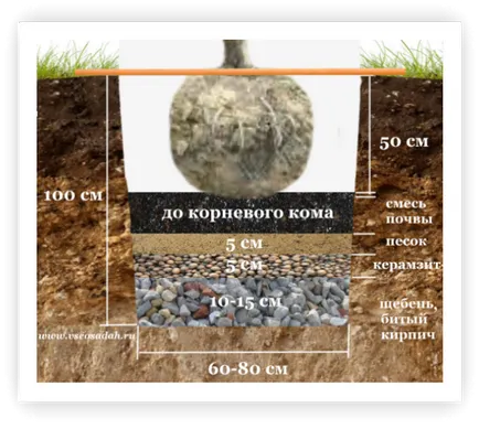 Дренажни отвори за засаждане, всички от градините!