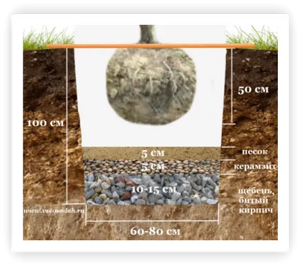 orificii de drenaj pentru plantare, toate grădinile!