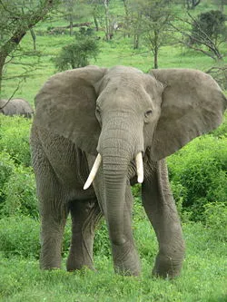 Храни от слонове, slonina