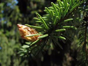 Descriere molid sârb, de plantare și îngrijire