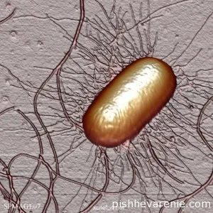 , Enterotoxikus Escherichia coli, és más típusú Escherichia coli