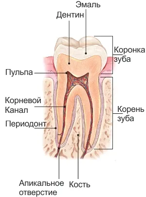 tratamentul endodontic