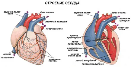 Mișcarea de sânge în corpul uman, cel mai mare portal pe învățarea