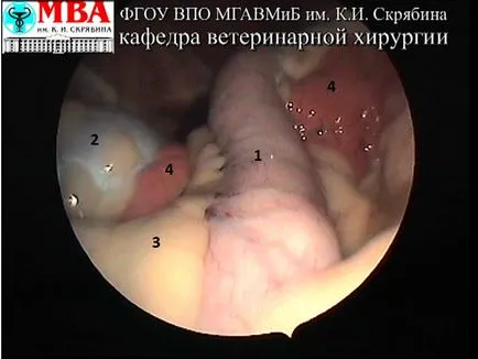 Endovettsentr диагностична лапароскопия при кучета