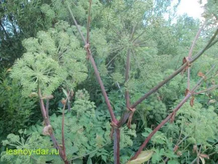 Angelica medicinale, dulap de lemn