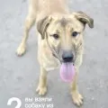 Ha a kutya fél valaki a családban, a szuper-dog