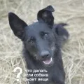 Ha a kutya fél valaki a családban, a szuper-dog