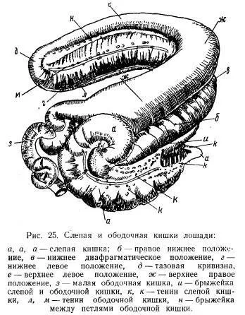 допълнението има ли коне, неговите функции и характеристики, и т.н.