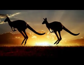 Ha találkozott egy kenguru, hogyan lehet elkerülni a támadást, és nem kap sérült, a pofák az állatok
