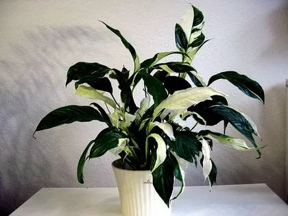 Violetele pe pervazul ferestrei, Spathiphyllum, Spathiphyllum, cameră de flori - fericirea unei femei