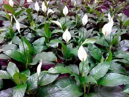 Ibolya az ablakpárkányon, Spathiphyllum, Spathiphyllum, virág terem - nő boldogsága