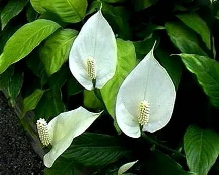 Ibolya az ablakpárkányon, Spathiphyllum, Spathiphyllum, virág terem - nő boldogsága