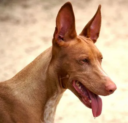 câine Faraon, rasă de câini, animale, rasa