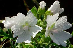 Hibiscus етерично масло - сайт за ароматерапия aromarita