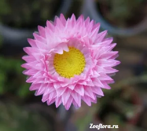 Gelipterum növekvő magról, virág ültetés, gondozás, a virág - kerti virágok