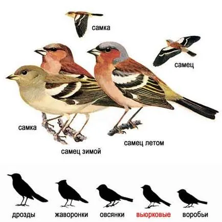 Voci de păsări în natură - know-adevăr! (Com)