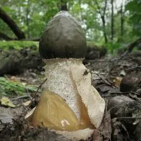 Mushroom Веселка - приложение