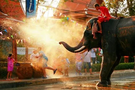 Gătit un fel de mâncare de un elefant!