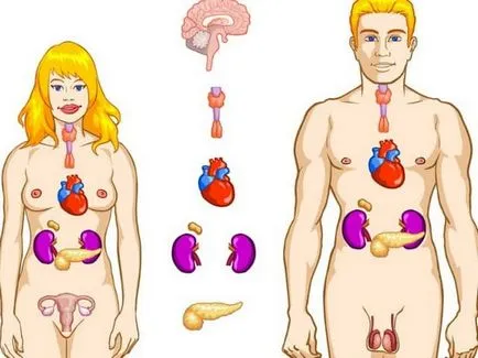 hormoni endocrine