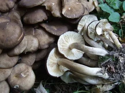 Ciuperci Tricholoma Populinum fotografie și descriere