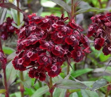 Carnation szakállas szabadföldi termesztés fotó török ​​szegfű fajták