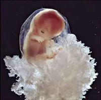 Имплантирането на ембриона (от) - планиране на бременност - дома майките