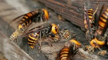 Как да се справим с стършелите в пчелина