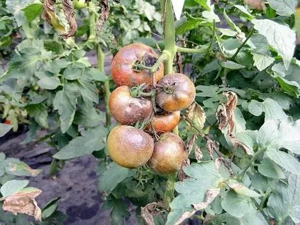 Известни сортове домати за оранжерията, устойчиви на мана, и техните характеристики