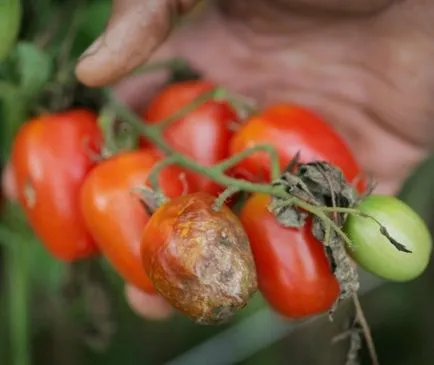 Известни сортове домати за оранжерията, устойчиви на мана, и техните характеристики