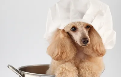 Как да се готви каша с кучешки алергии