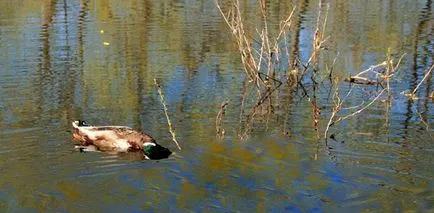 Как да се измъкнем от водата патица лов ohotku на!