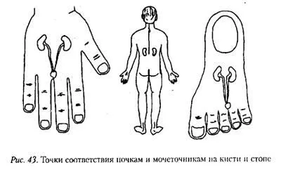 Как за лечение на бъбречни