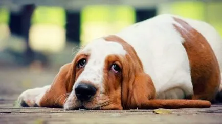 Cum de a trata Papiloma canin - tratamentul papiloame la câini