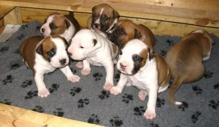 Cum să cumpere terrier Staffordshire - consiliere cu privire la alegerea