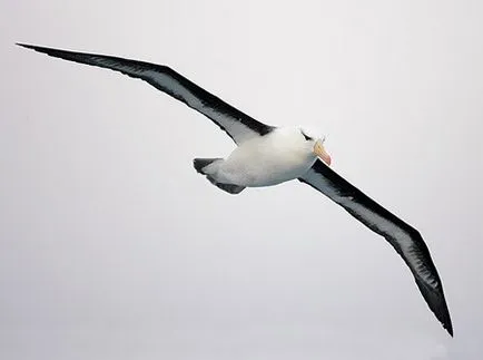 Cum de a desena un creion sau vopsea etape de albatros